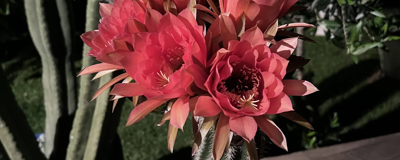 Beautiful flowering cacti — E.T. Cactai collection